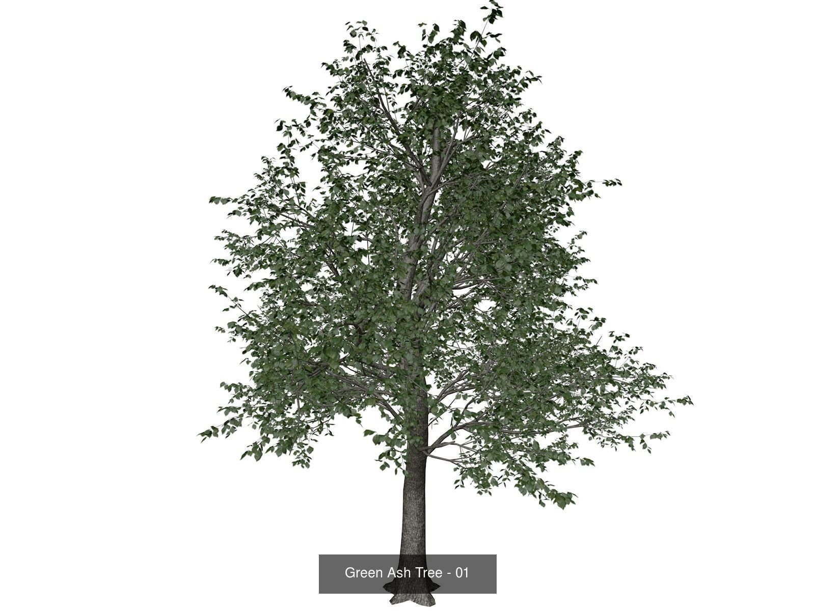 Green Ash Trees 3D Model Collection_2