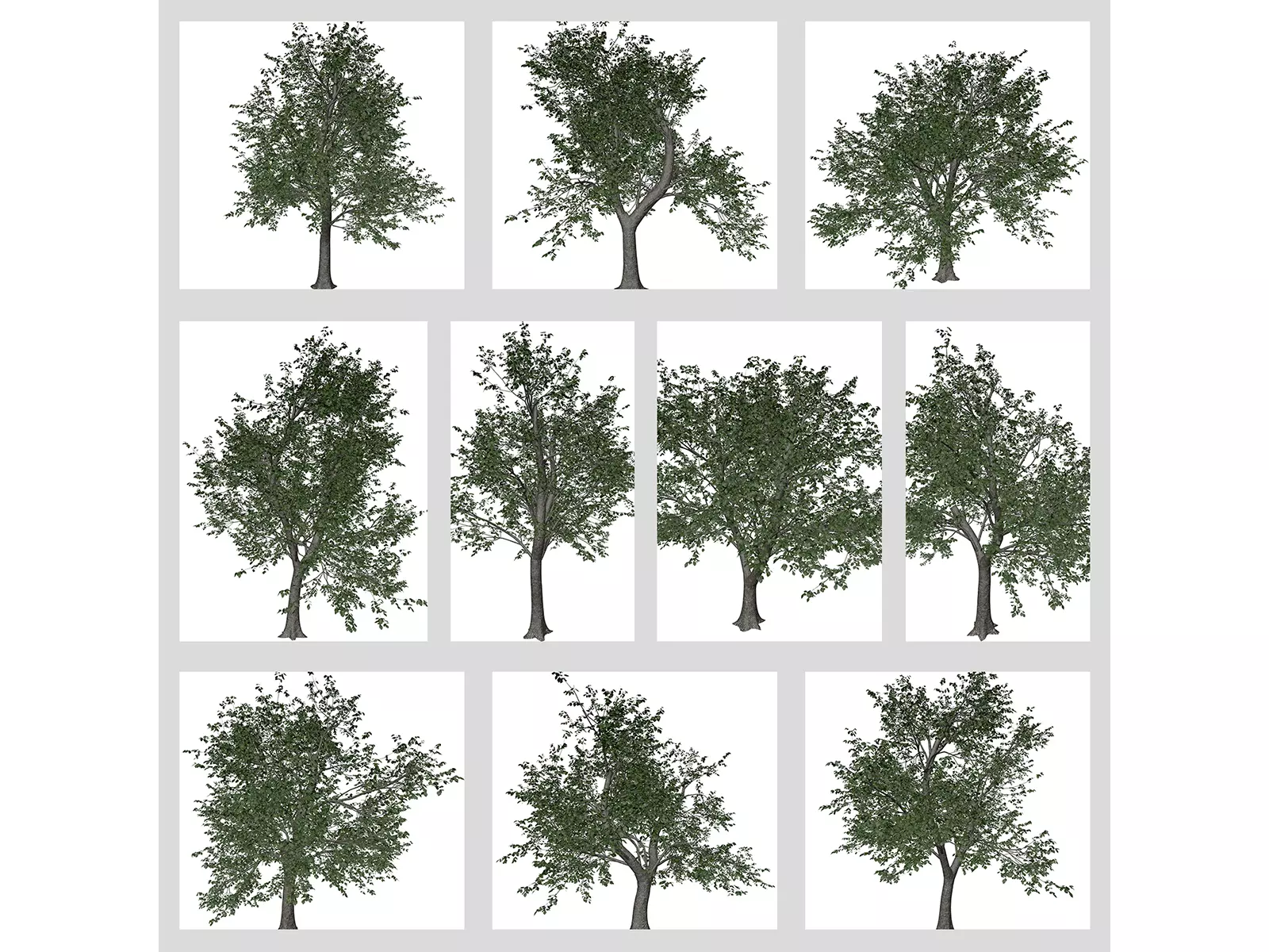 Green Ash Trees 3D Model Collection_0