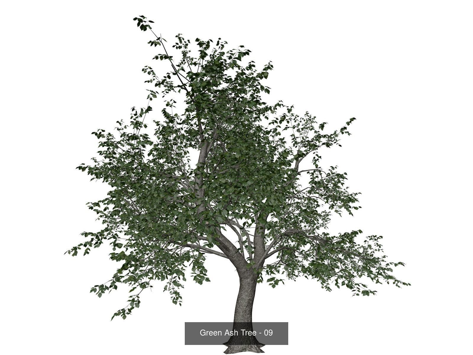 Green Ash Trees 3D Model Collection_10