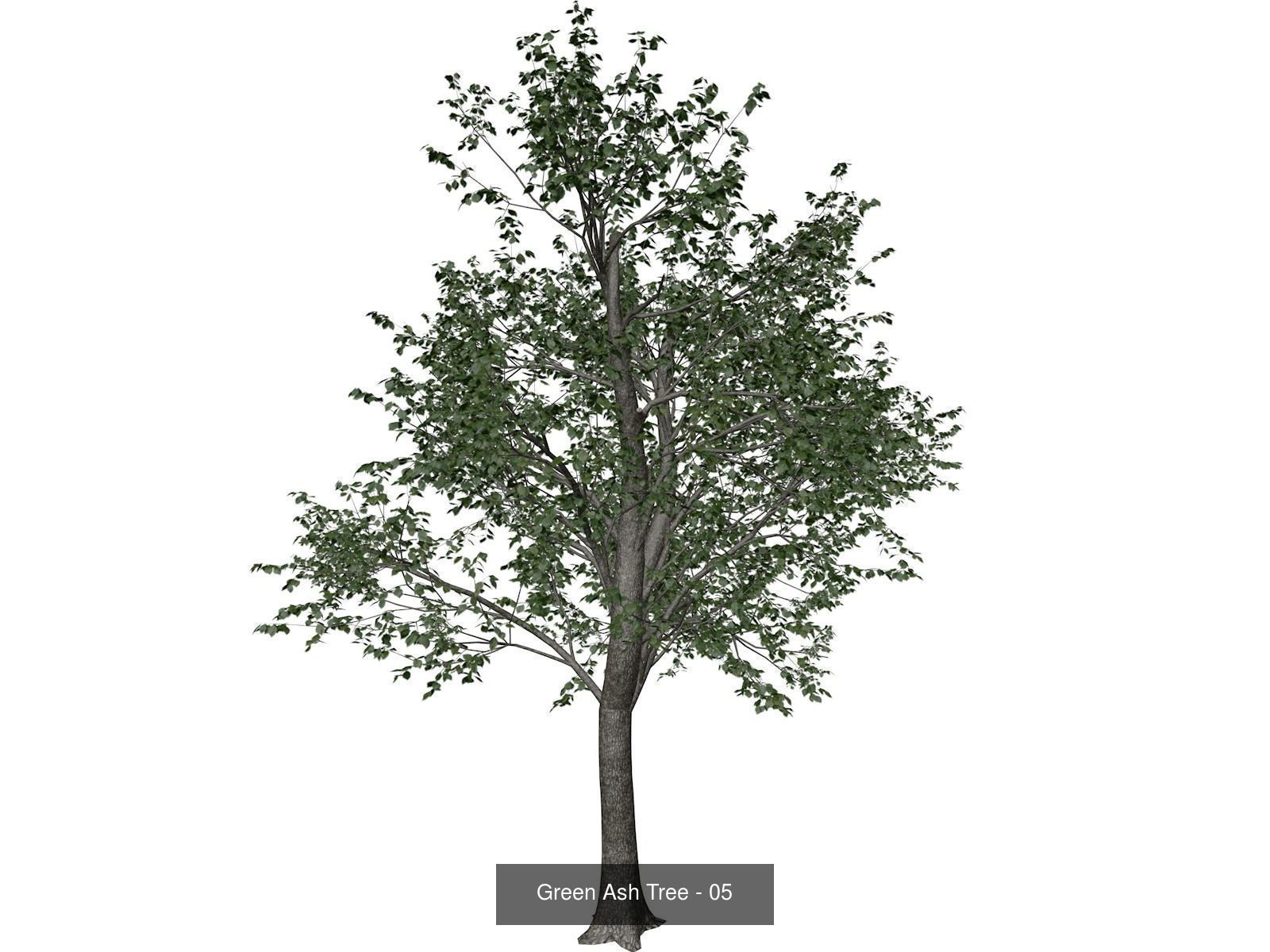 Green Ash Trees 3D Model Collection_6