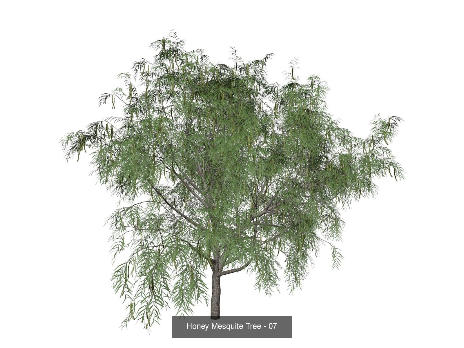 Honey Mesquite Trees 3D Model Collection_8