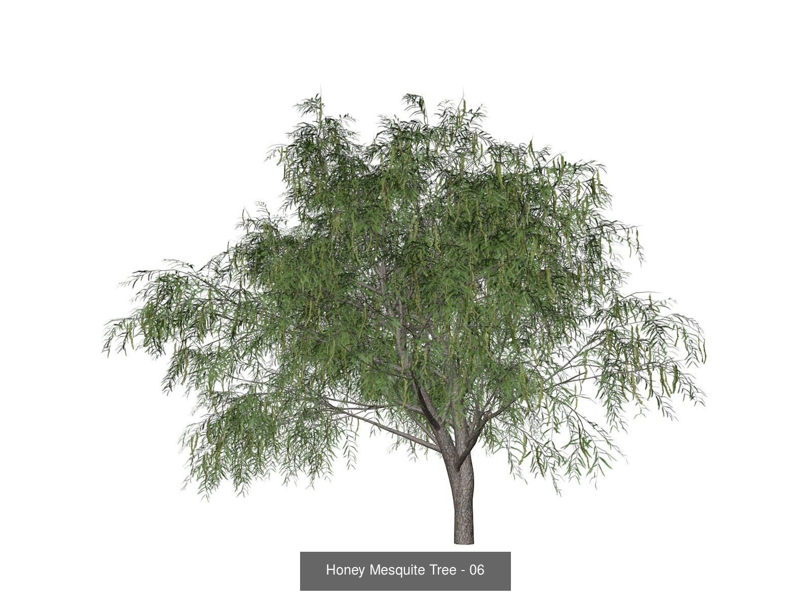 Honey Mesquite Trees 3D Model Collection_7