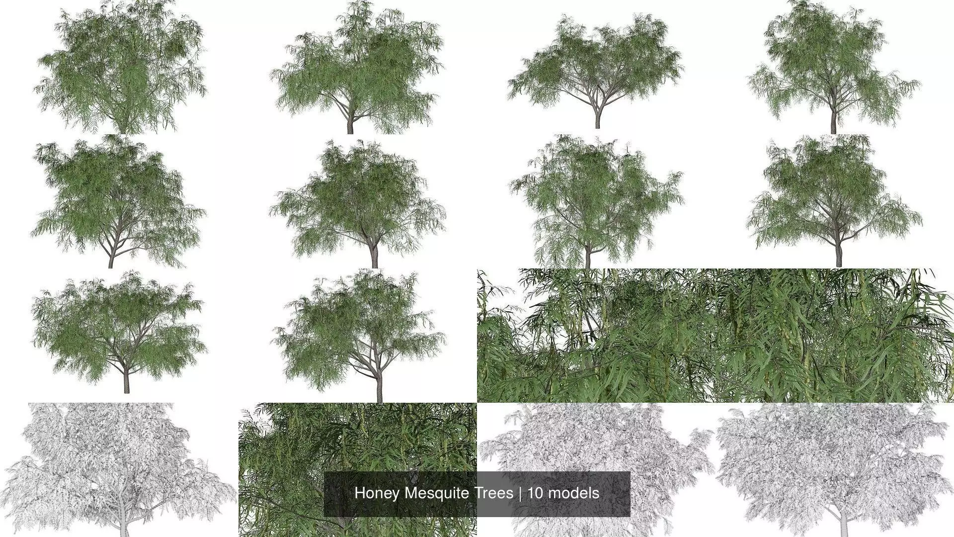 Honey Mesquite Trees 3D Model Collection_1