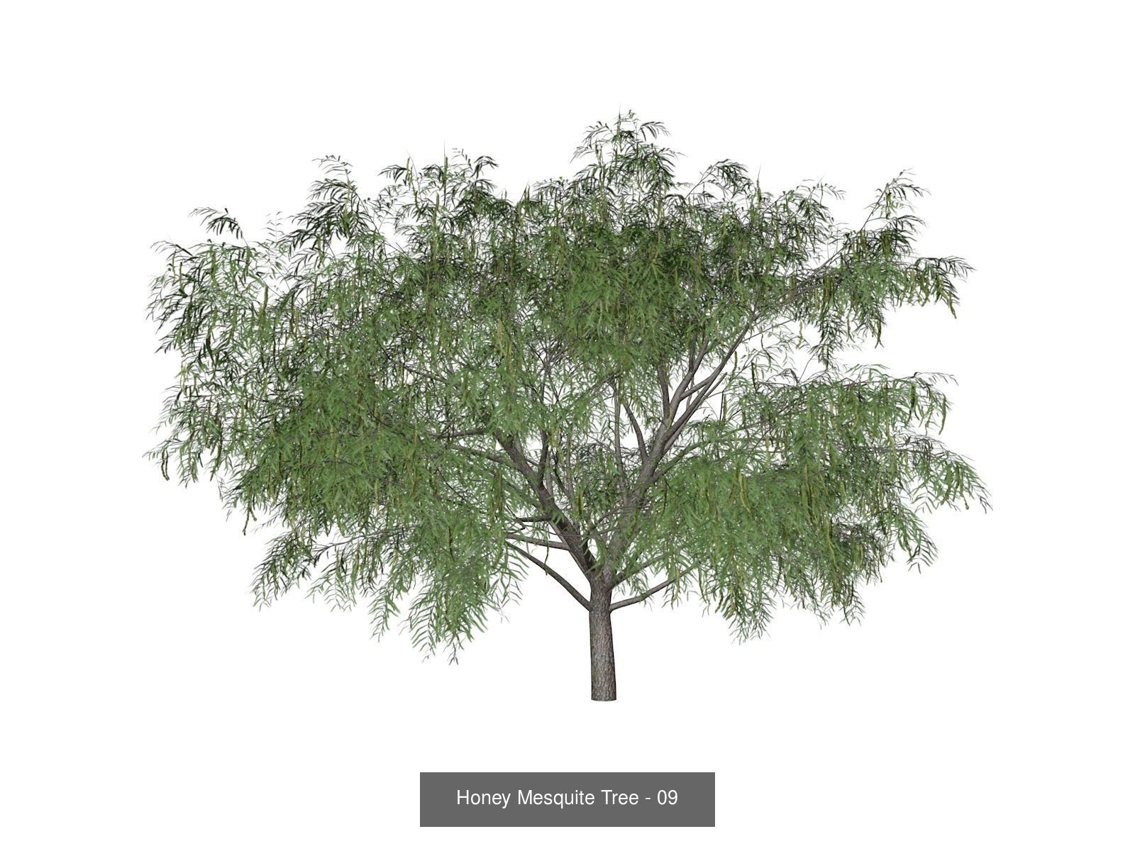 Honey Mesquite Trees 3D Model Collection_10