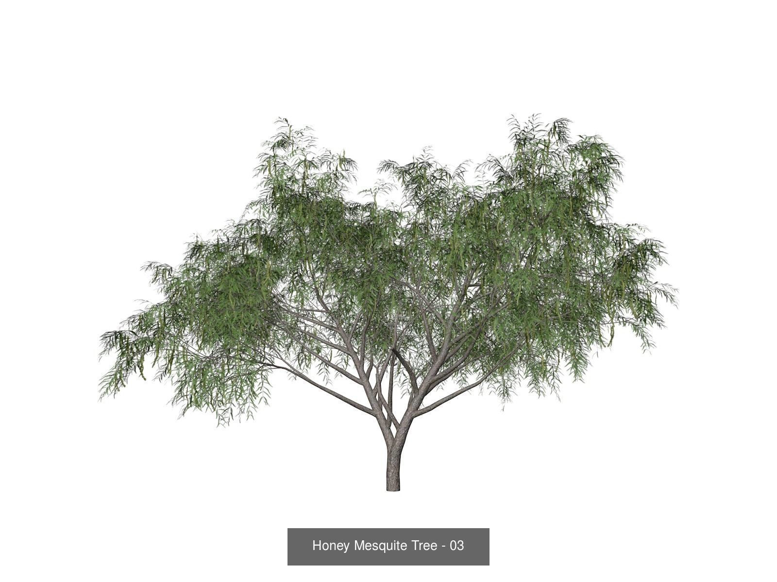 Honey Mesquite Trees 3D Model Collection_4