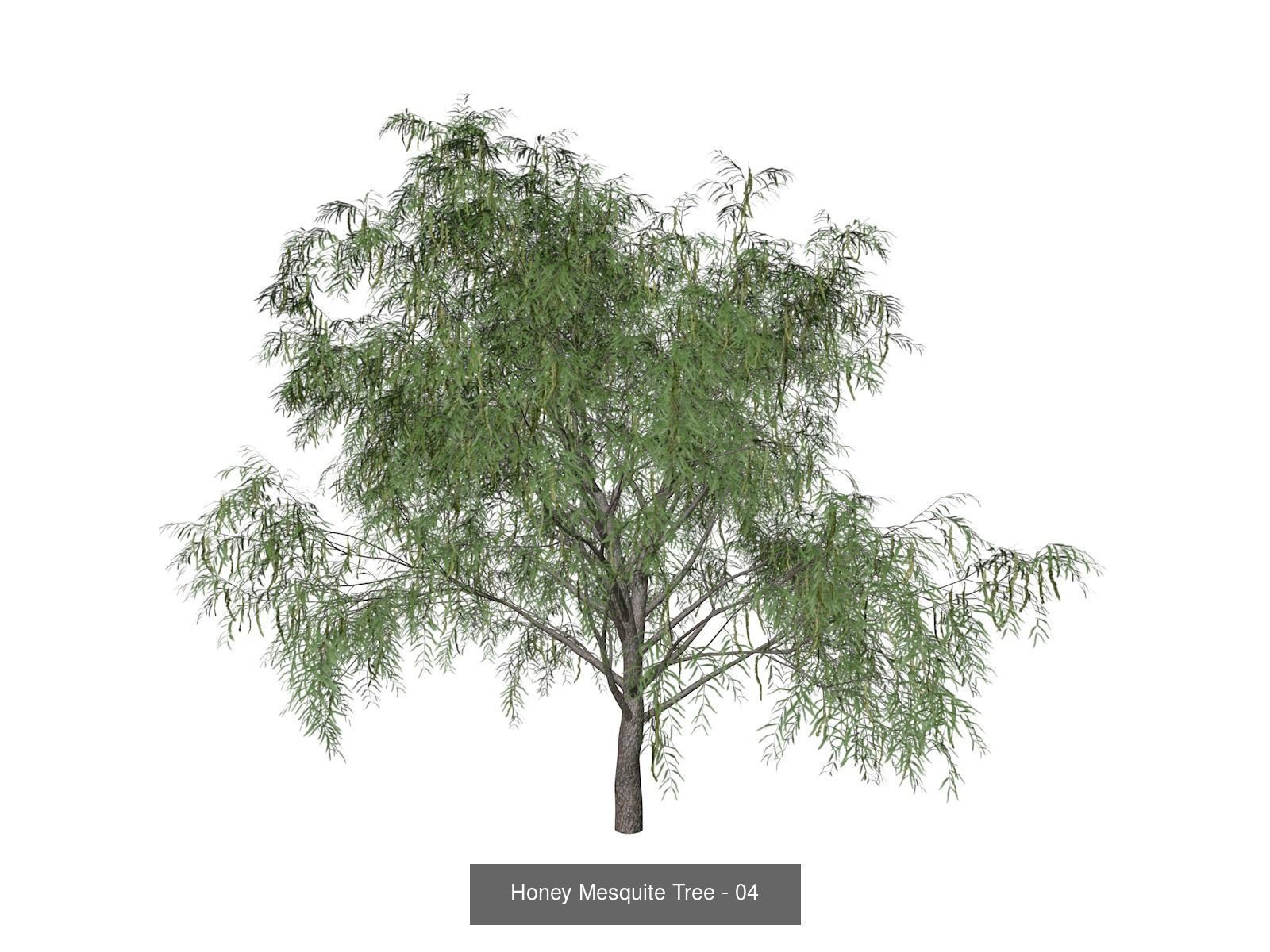 Honey Mesquite Trees 3D Model Collection_5