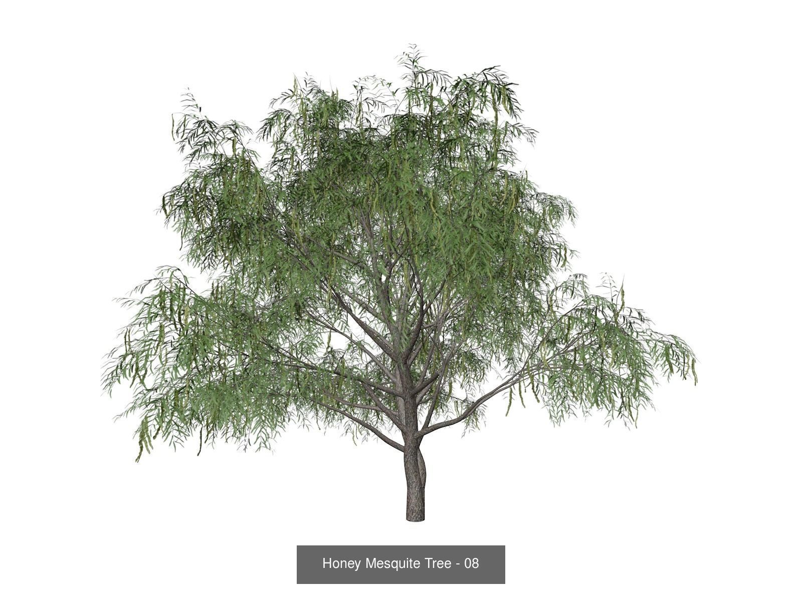 Honey Mesquite Trees 3D Model Collection_9
