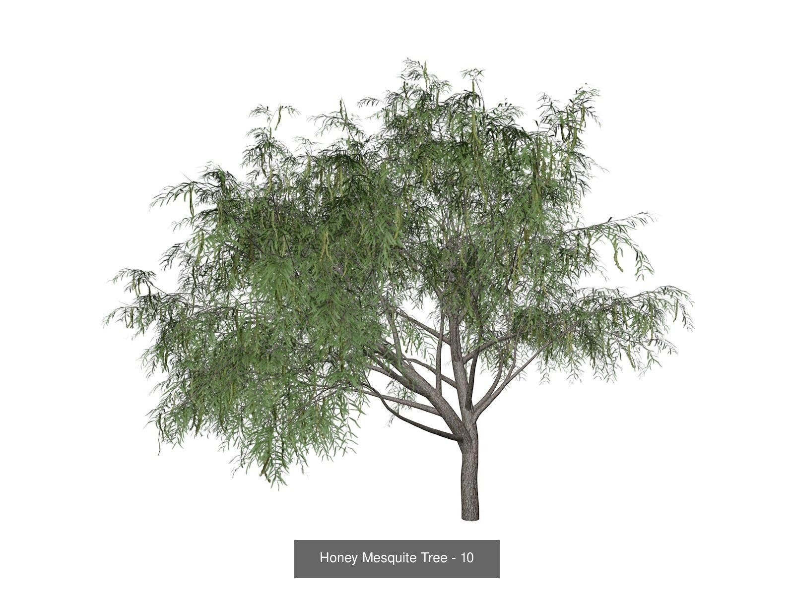 Honey Mesquite Trees 3D Model Collection_11