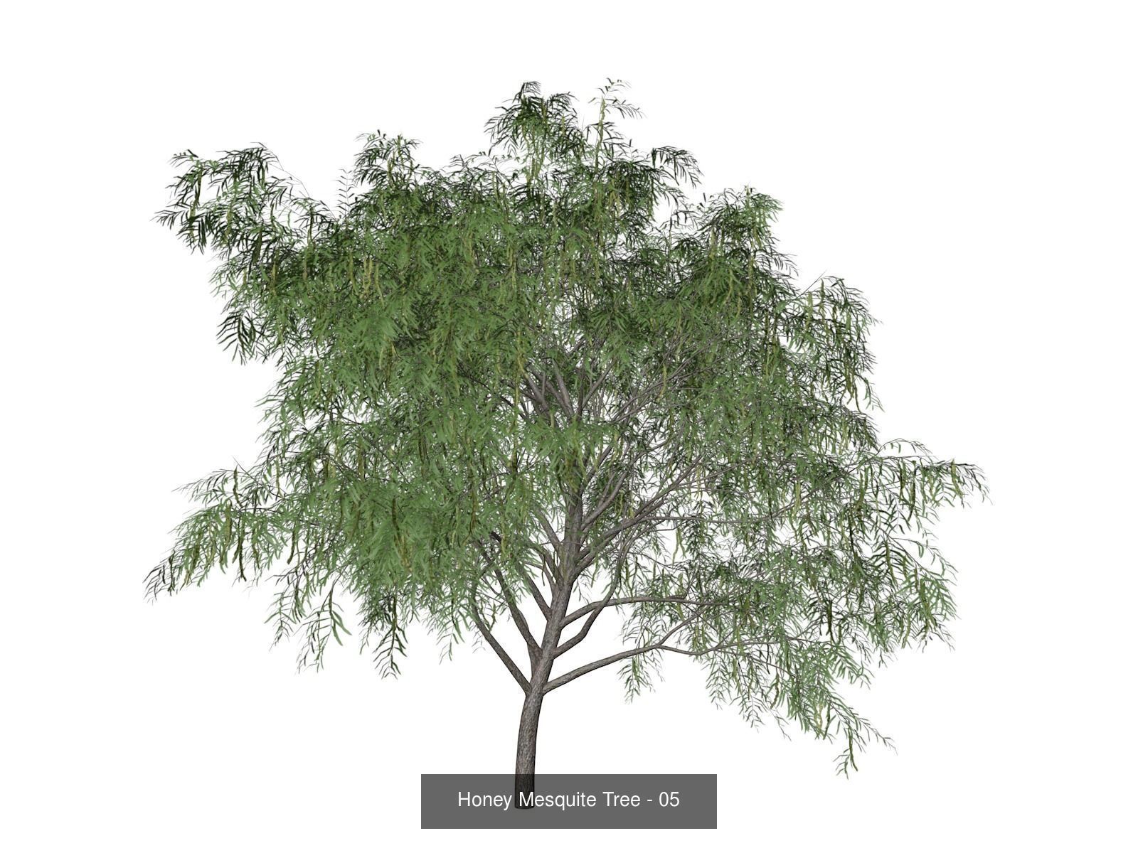 Honey Mesquite Trees 3D Model Collection_6
