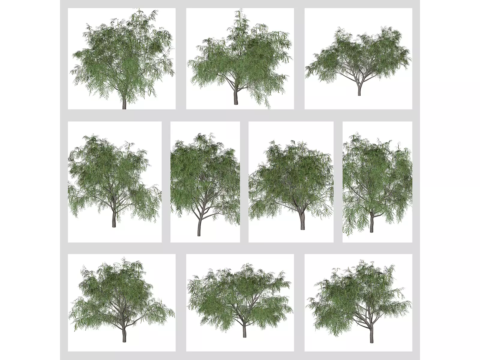 Honey Mesquite Trees 3D Model Collection_0