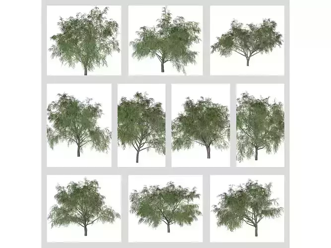 Honey Mesquite Trees 3D Model Collection