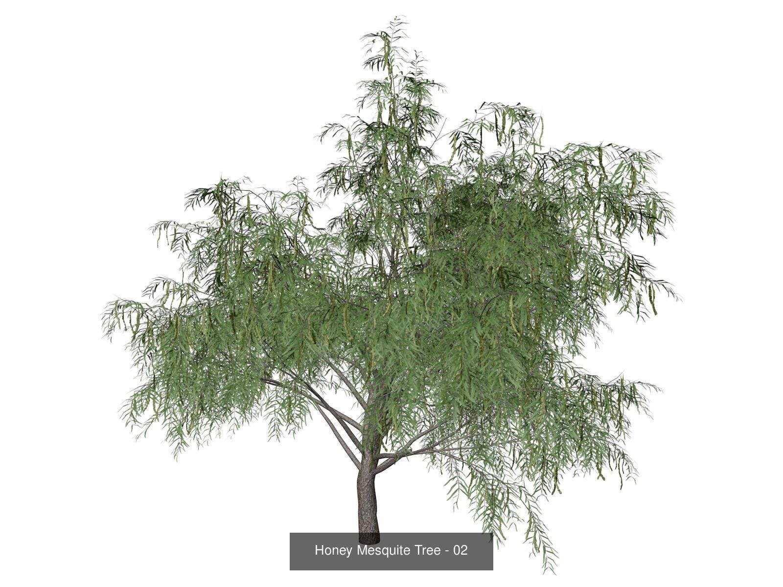 Honey Mesquite Trees 3D Model Collection_3