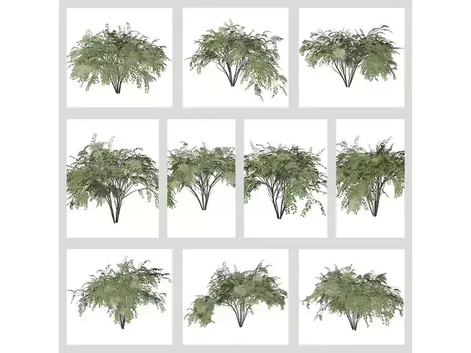 Japanese Angelica Trees