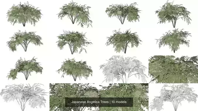 Japanese Angelica Trees