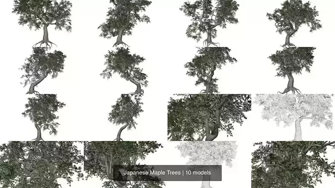 Japanese Maple Trees