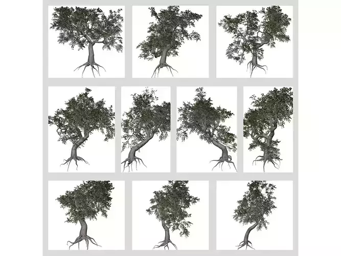 Japanese Maple Trees