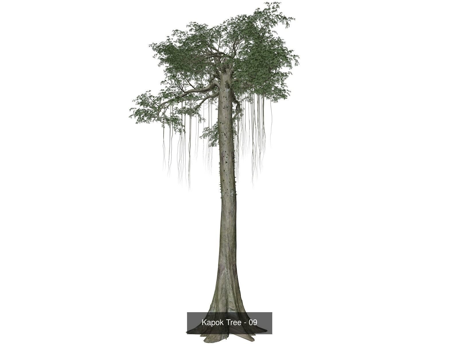 Kapok Trees 3D Model Collection_10