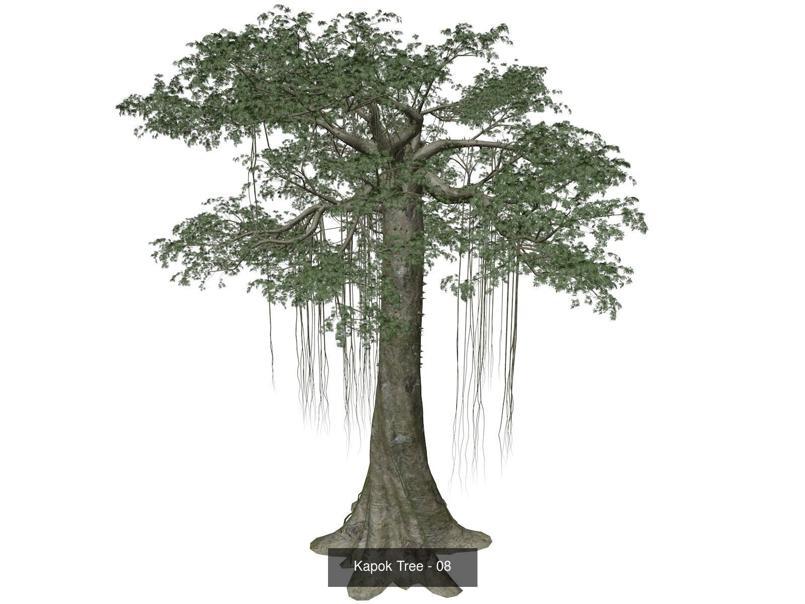Kapok Trees 3D Model Collection_9
