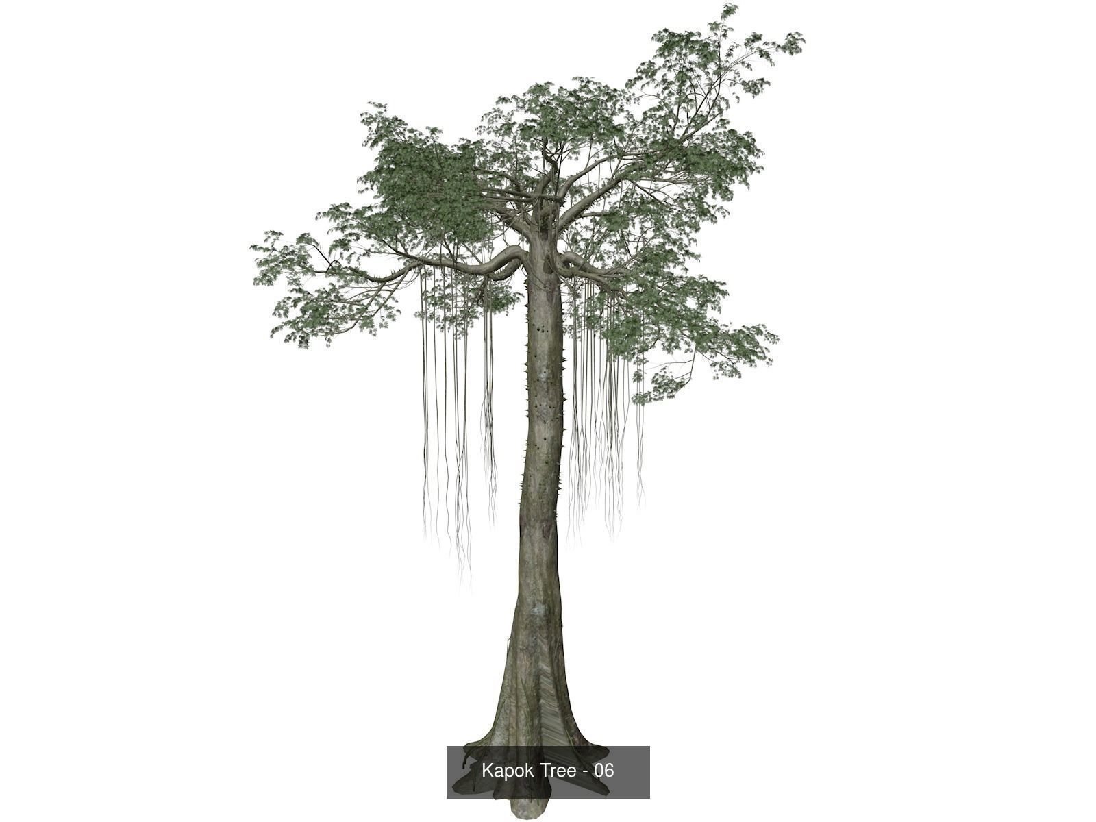 Kapok Trees 3D Model Collection_7