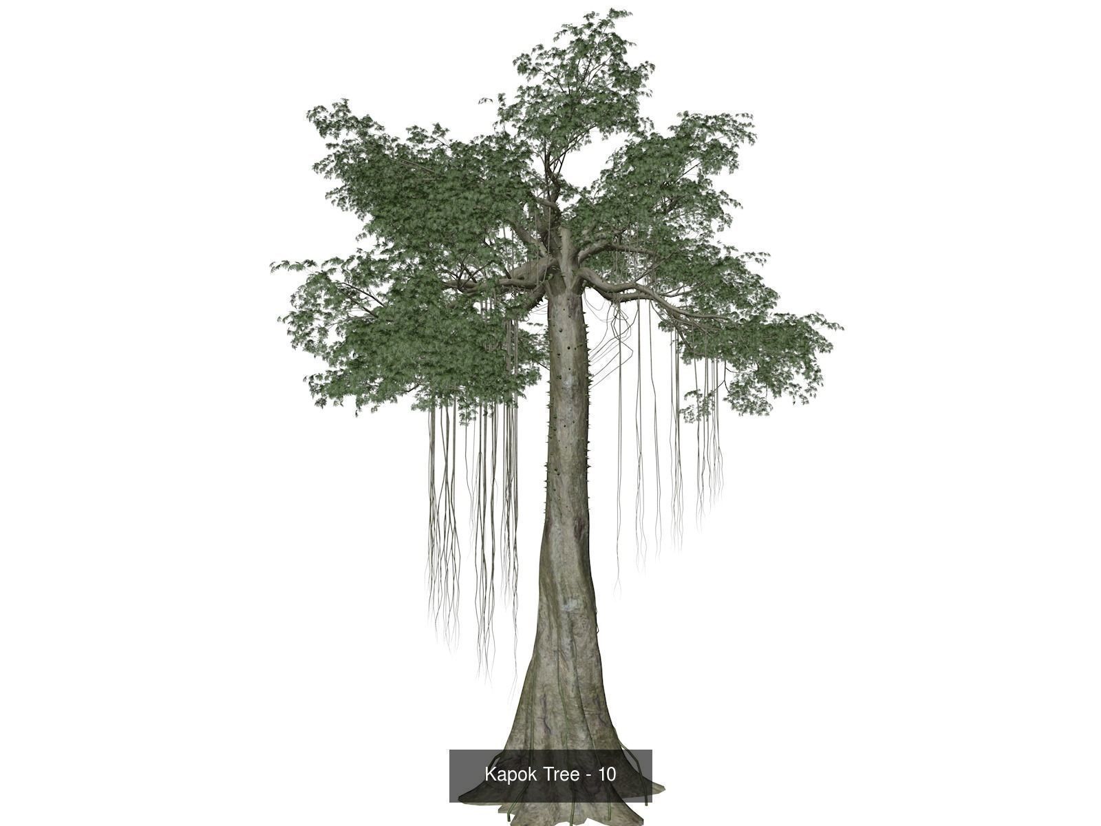 Kapok Trees 3D Model Collection_11