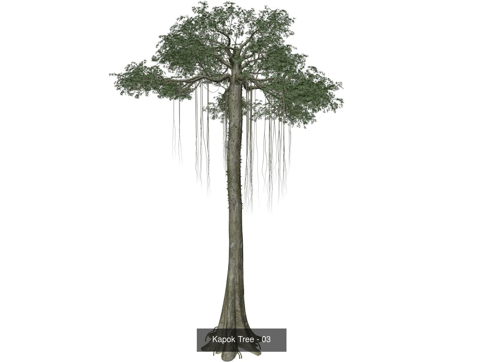 Kapok Trees 3D Model Collection_4