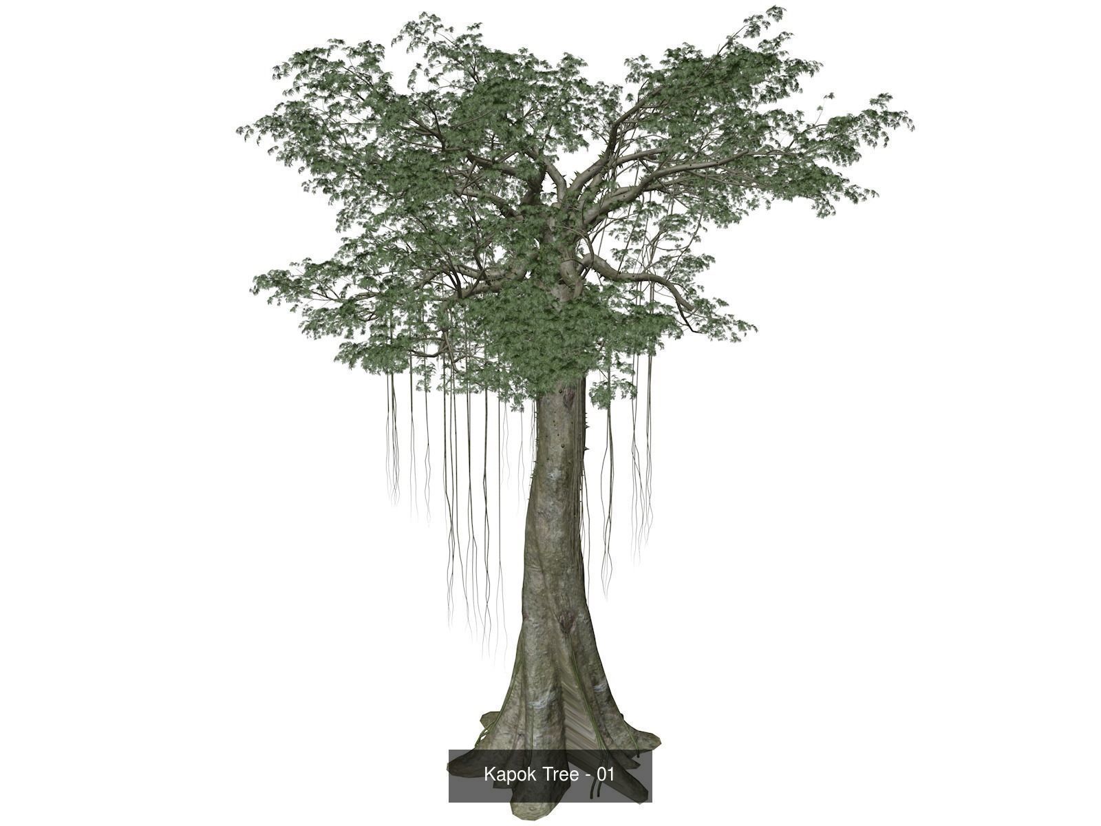 Kapok Trees 3D Model Collection_2