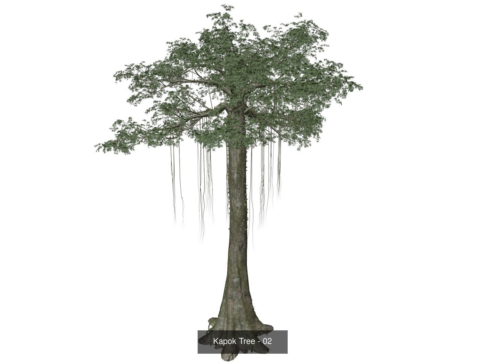 Kapok Trees 3D Model Collection_3