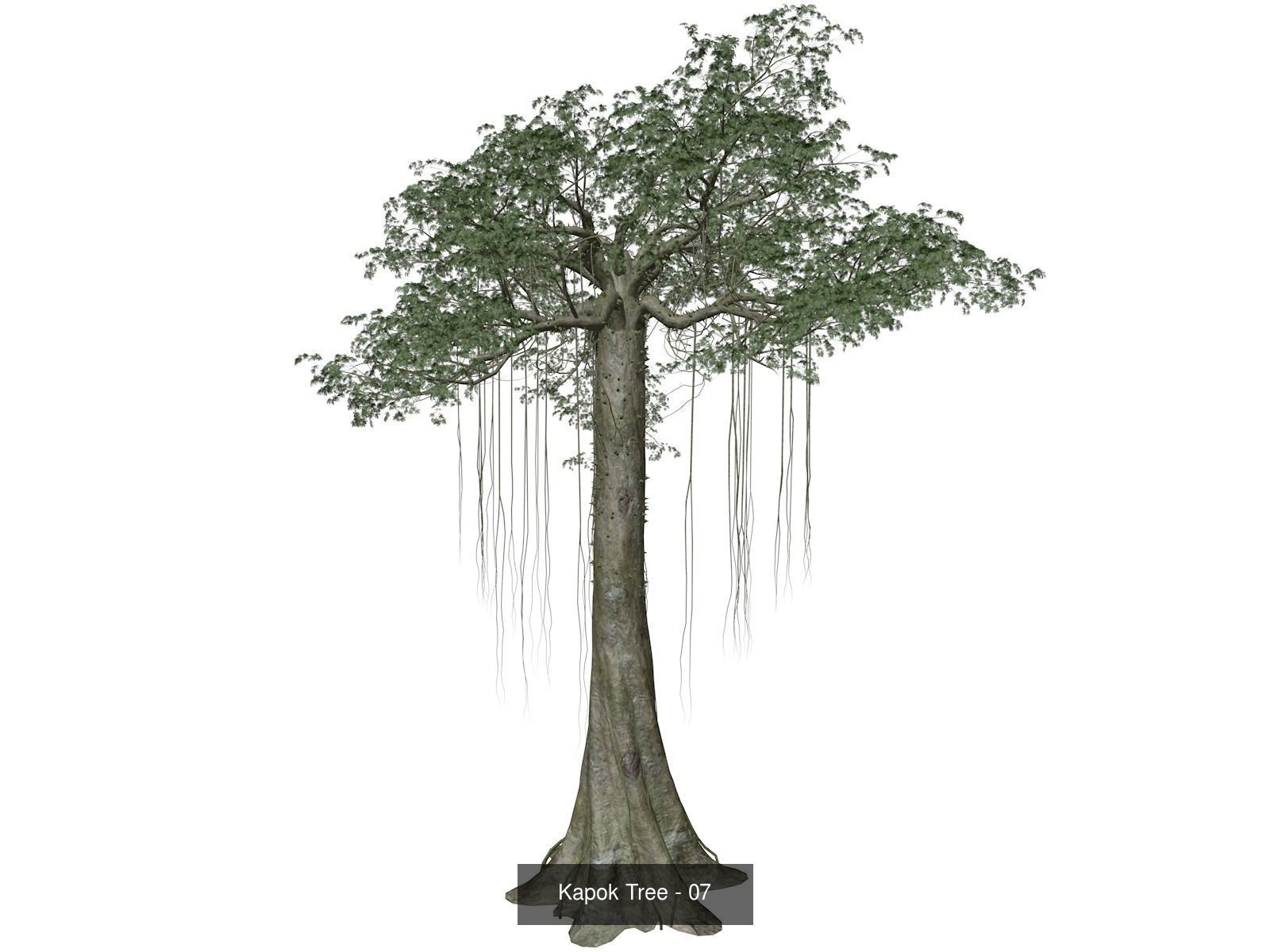 Kapok Trees 3D Model Collection_8