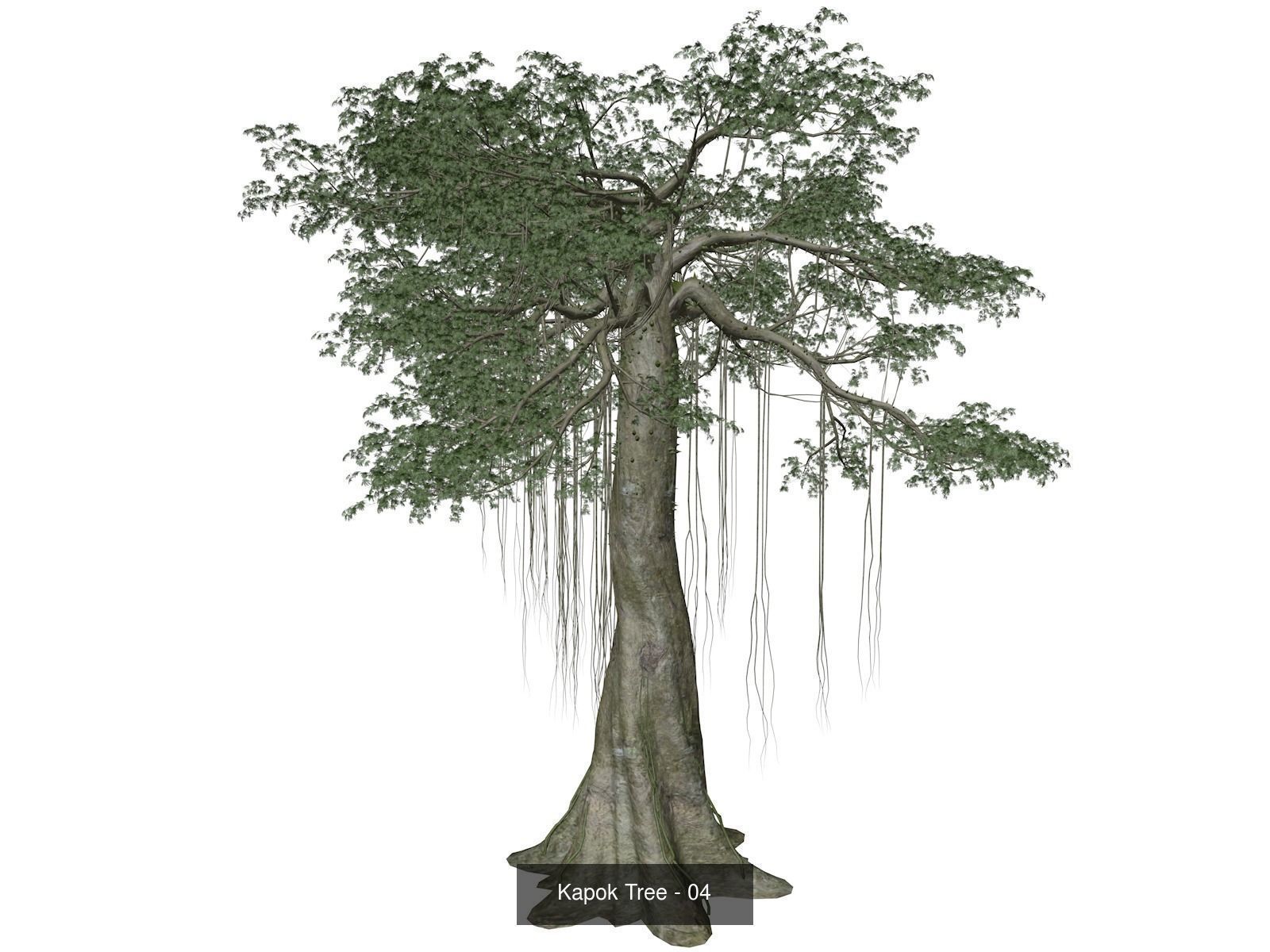 Kapok Trees 3D Model Collection_5