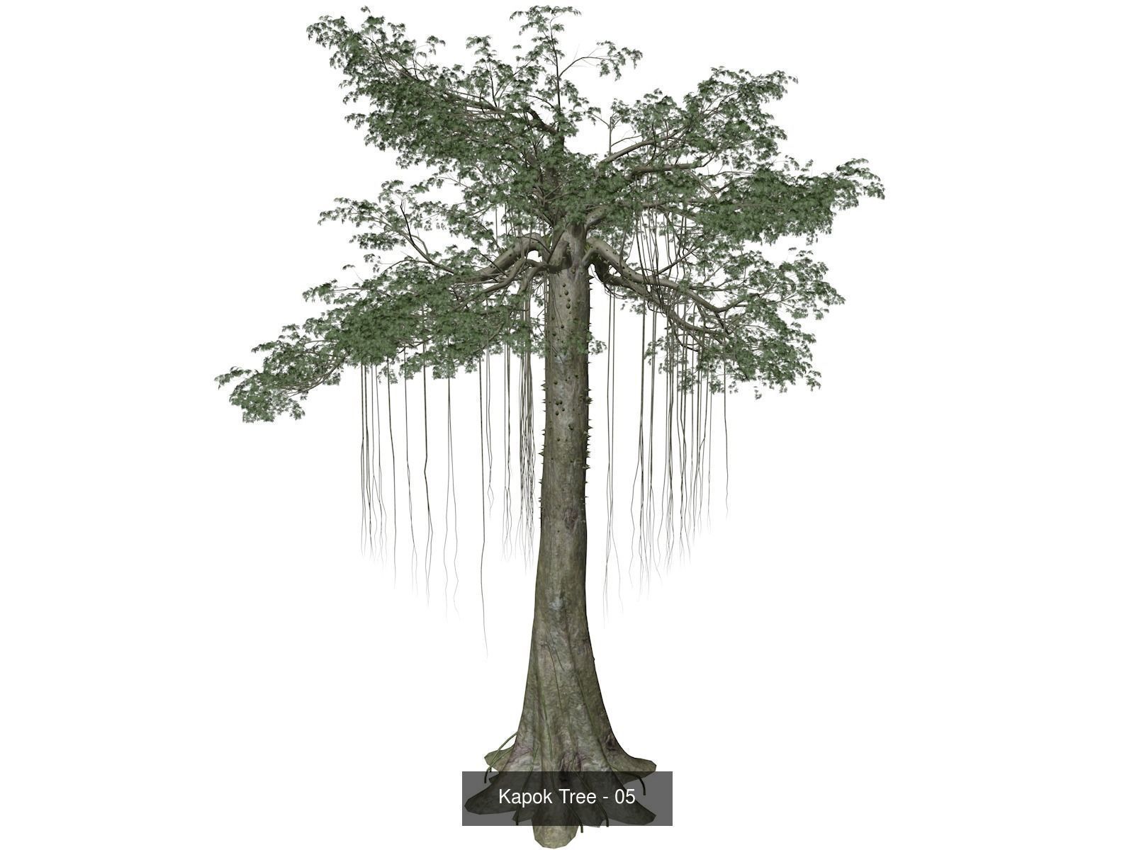 Kapok Trees 3D Model Collection_6