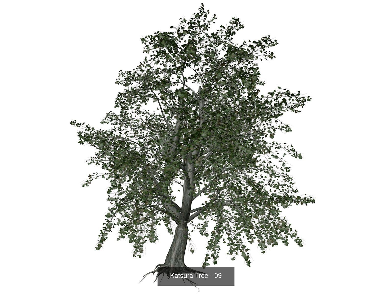 Katsura Trees 3D Model Collection_10
