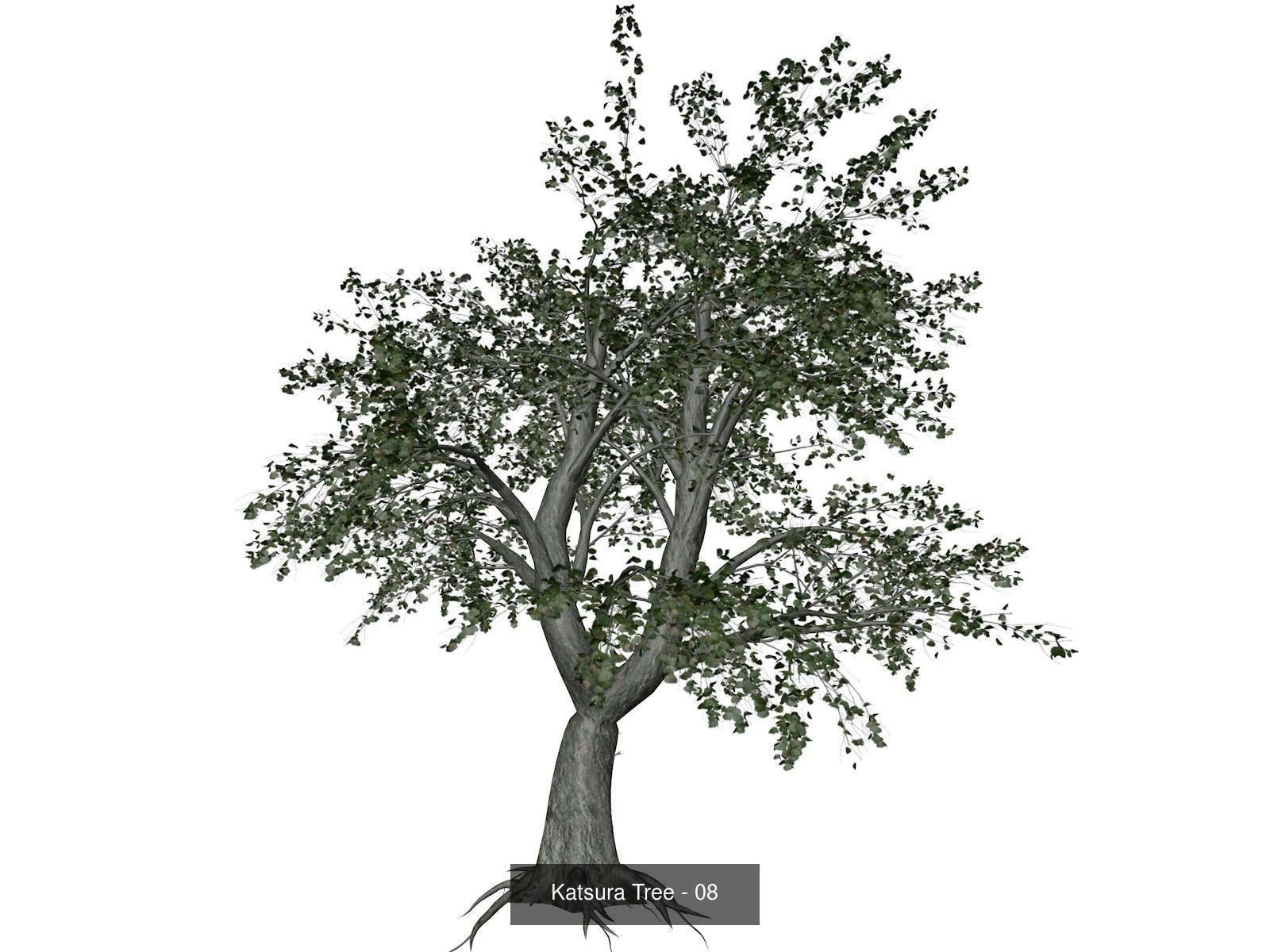 Katsura Trees 3D Model Collection_9