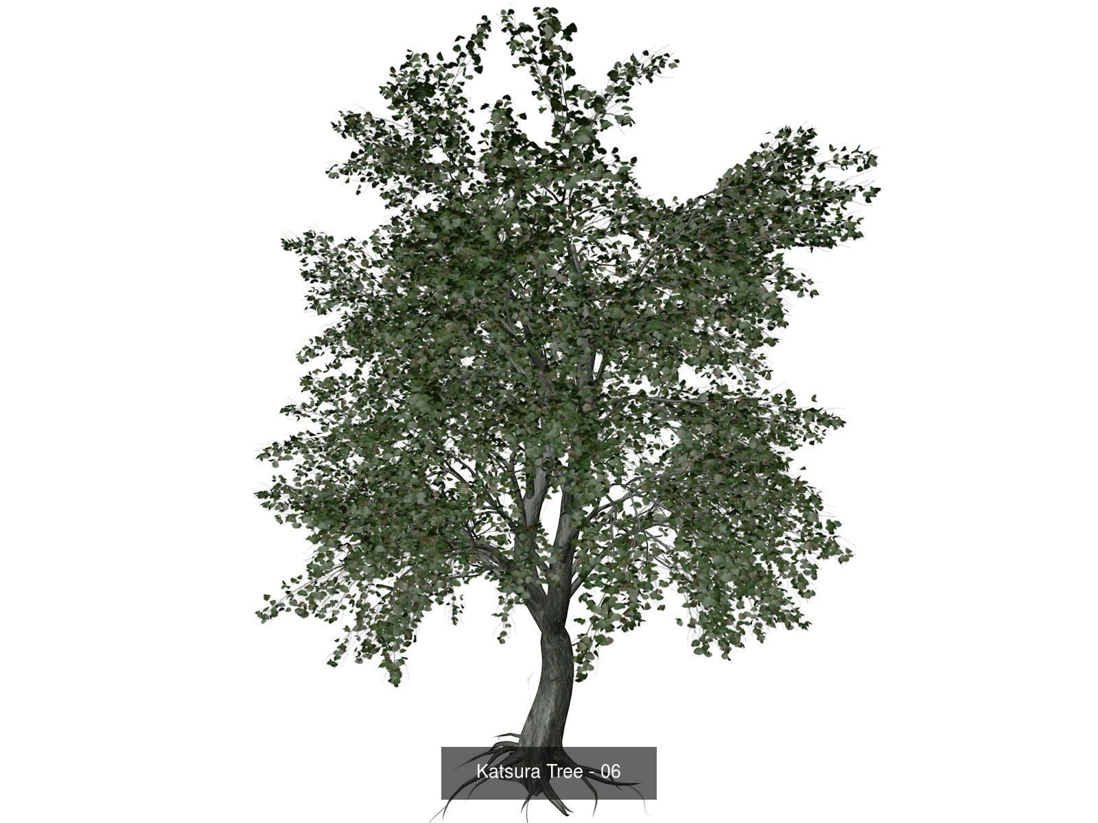 Katsura Trees 3D Model Collection_7