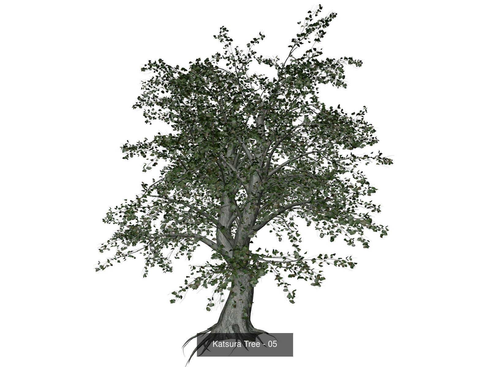 Katsura Trees 3D Model Collection_6