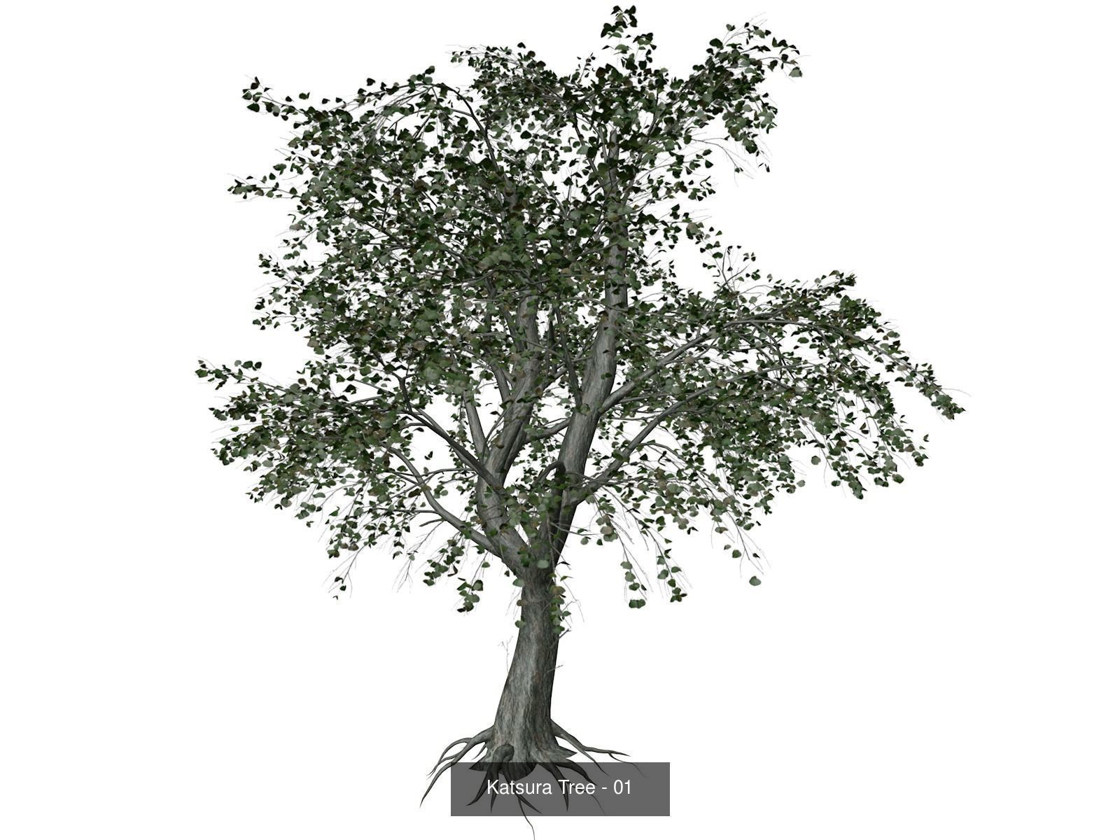 Katsura Trees 3D Model Collection_2