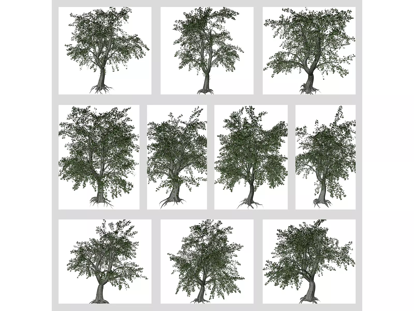 Katsura Trees 3D Model Collection_0