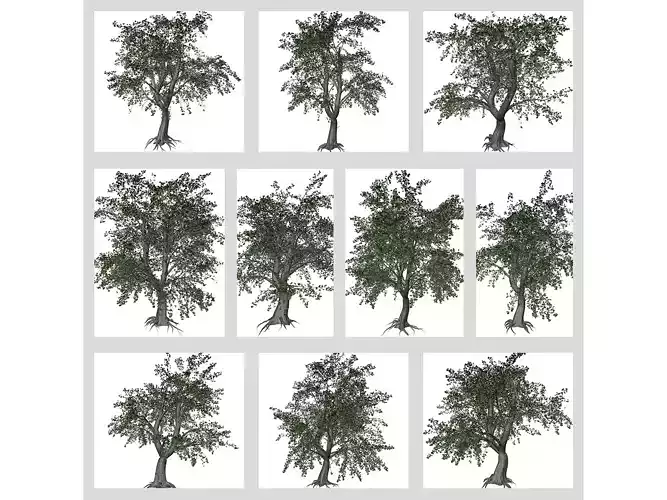 Katsura Trees 3D Model Collection