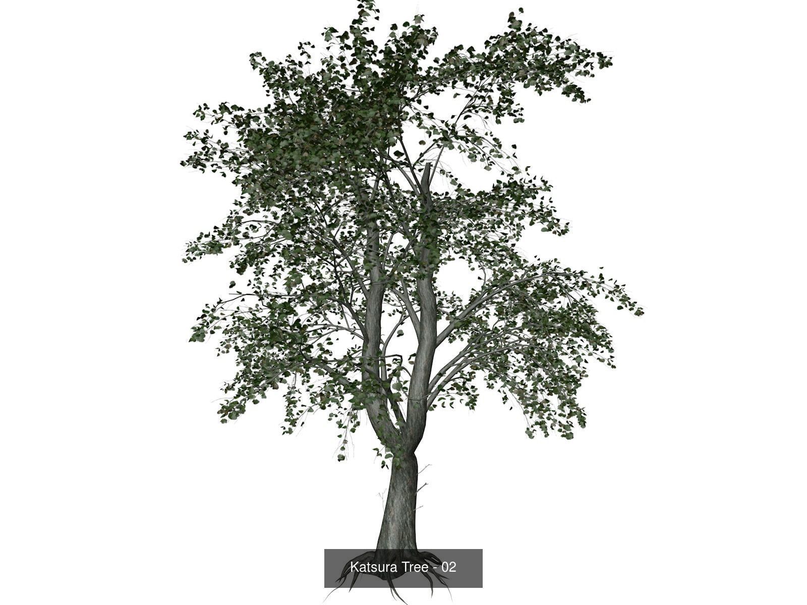 Katsura Trees 3D Model Collection_3