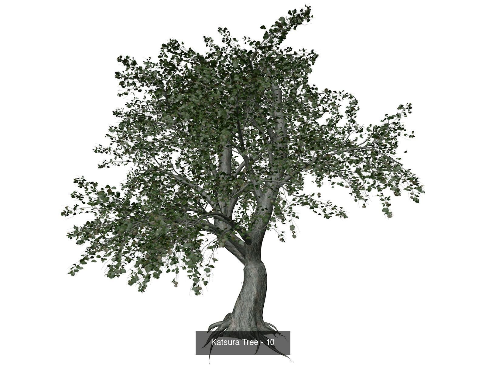 Katsura Trees 3D Model Collection_11