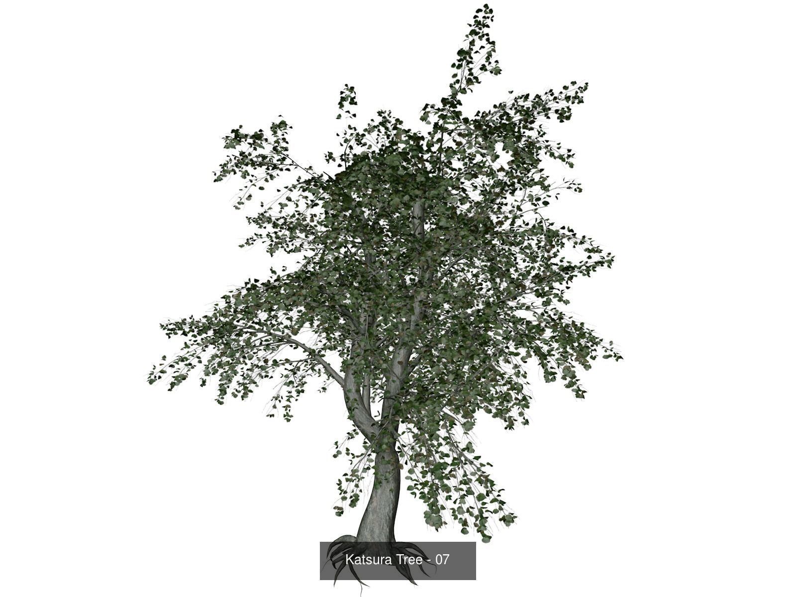 Katsura Trees 3D Model Collection_8