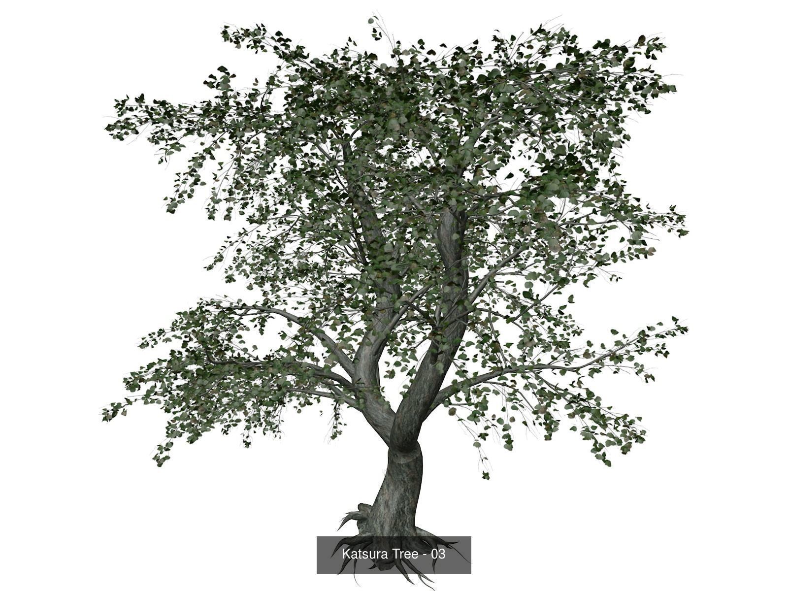 Katsura Trees 3D Model Collection_4