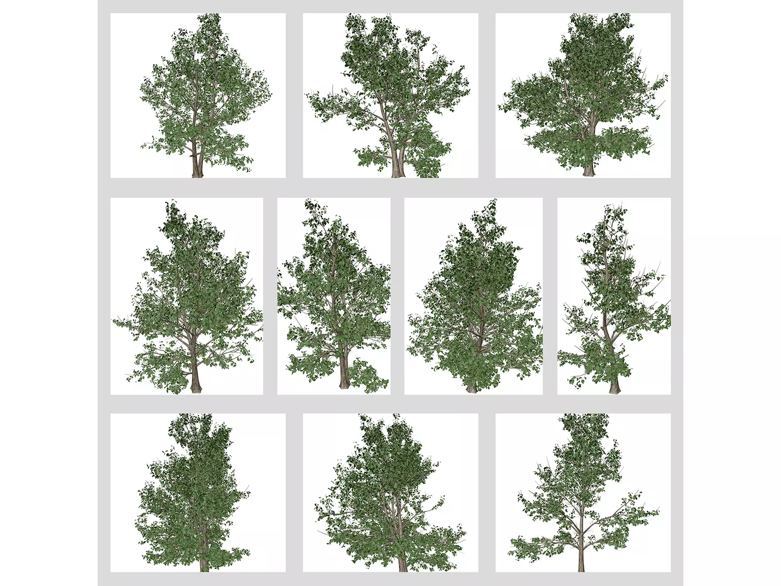 Korean Stewartia Trees 3D Model Collection_0
