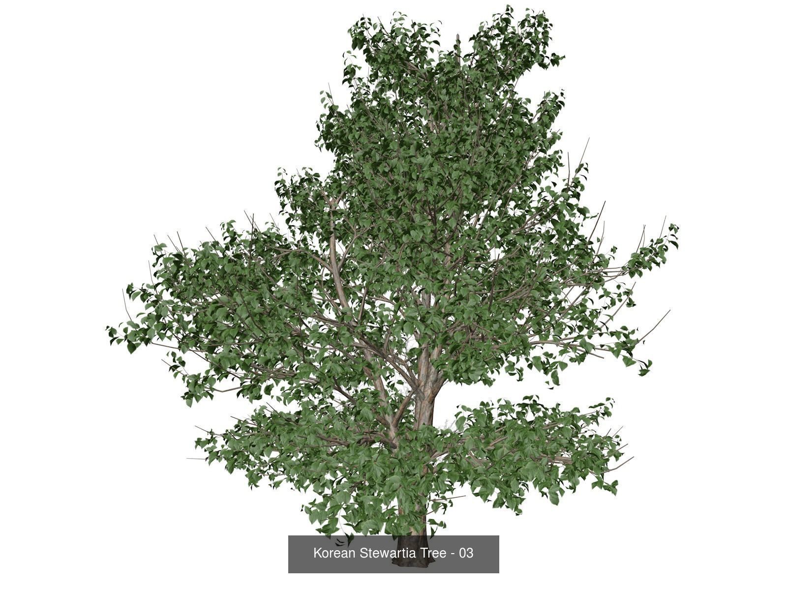 Korean Stewartia Trees 3D Model Collection_4