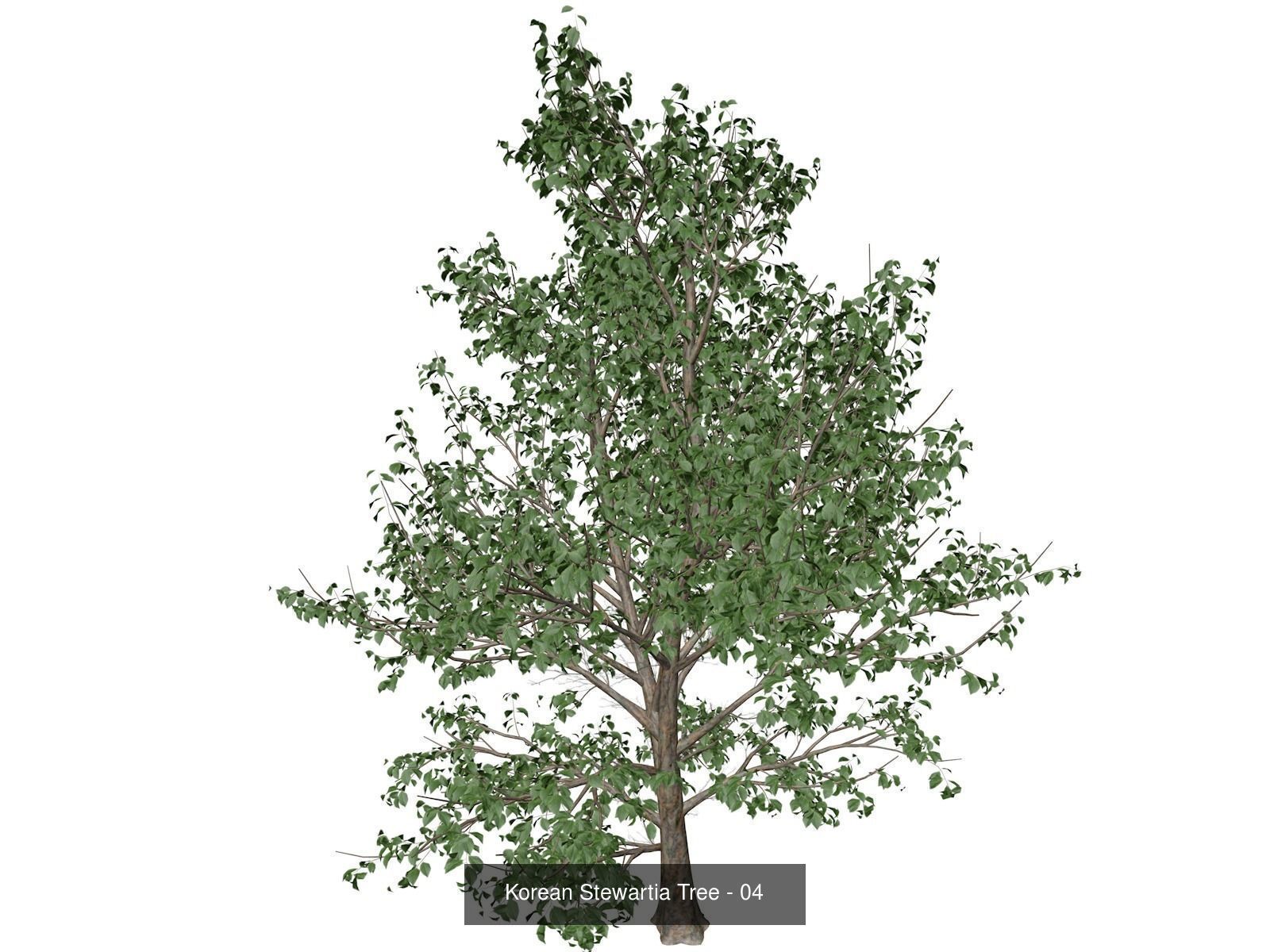 Korean Stewartia Trees 3D Model Collection_5