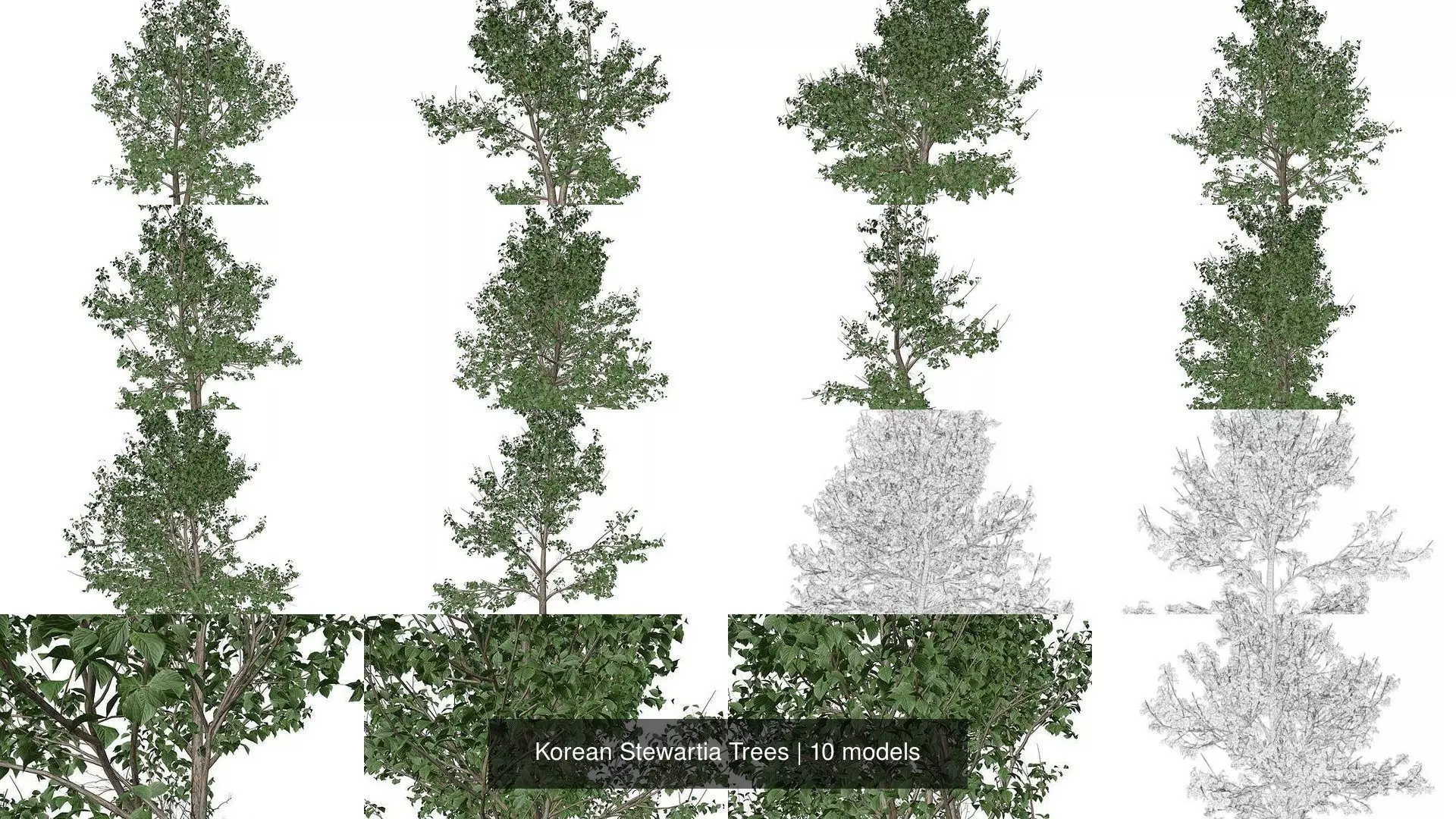 Korean Stewartia Trees 3D Model Collection_1