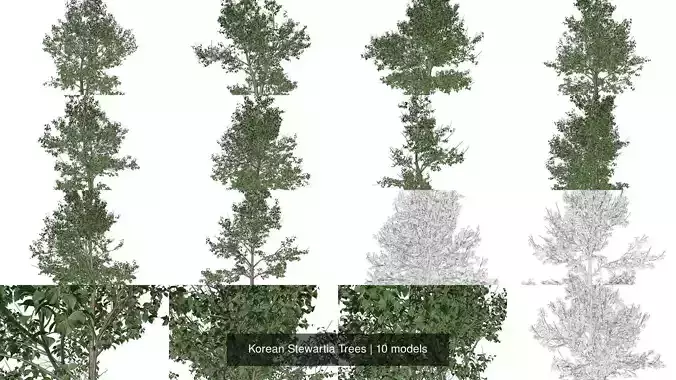 Korean Stewartia Trees