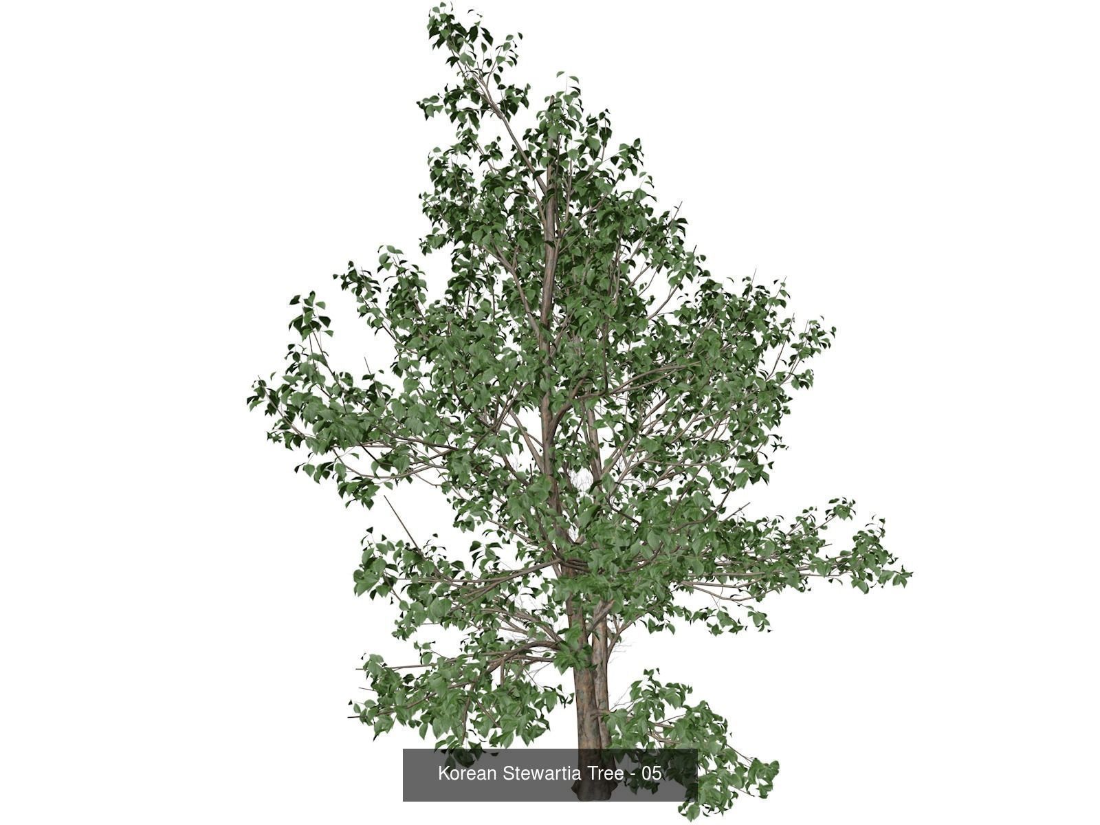 Korean Stewartia Trees 3D Model Collection_6