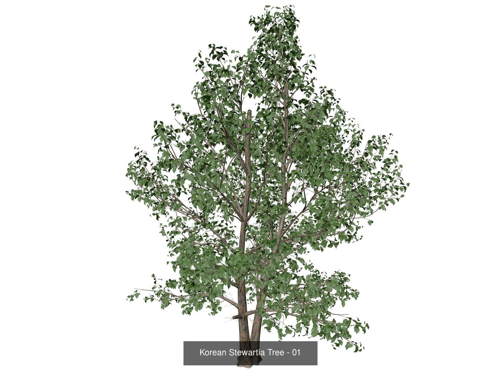 Korean Stewartia Trees 3D Model Collection_2