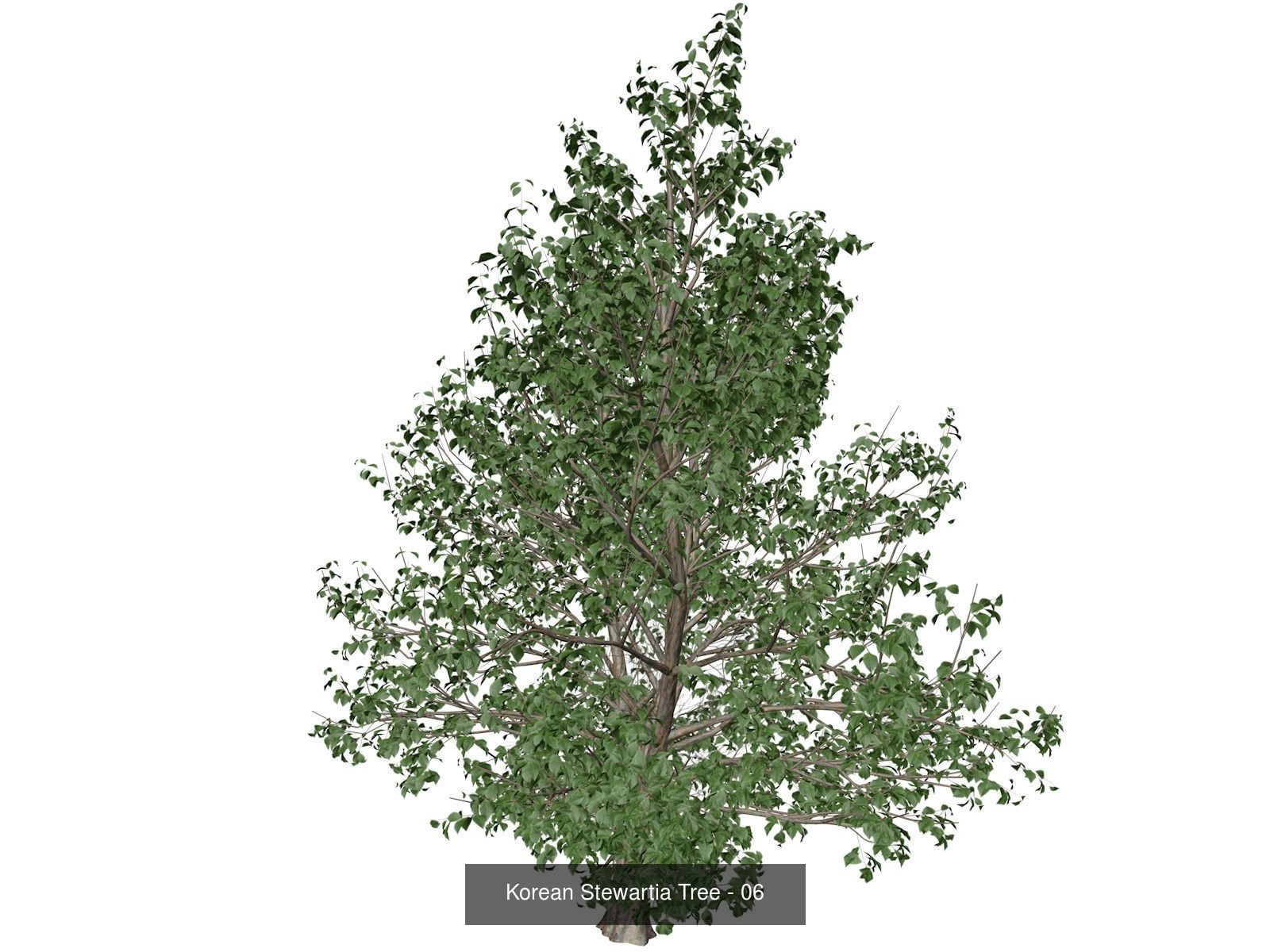 Korean Stewartia Trees 3D Model Collection_7