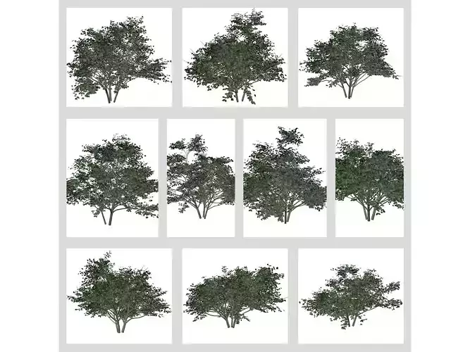Kousa Dogwood Trees 3D Model Collection